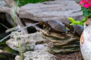 Aquascape Double Turtle on Log Spitter
