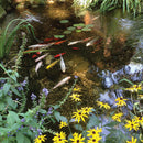 Atlantic Water Gardens Extra Large Water Garden Kit