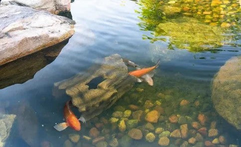 Listen to Your Pond Fish's Secret Language