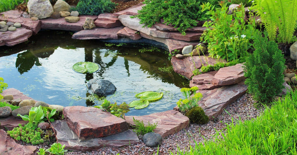 Small pond with three water lilies floating surrounded by thin rock slabs, lush grass, gravel, and small plants.