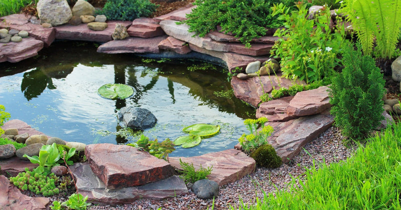 Small pond with three water lilies floating surrounded by thin rock slabs, lush grass, gravel, and small plants.