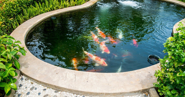 Medium-sized pond with a concrete edge and multiple Koi fish swimming inside, surrounded by greenery.