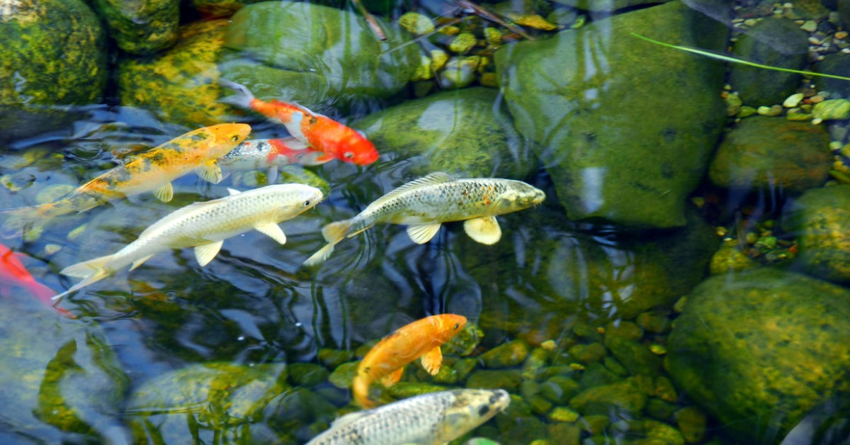 Ways To Protect Your Pond Fish From Predators