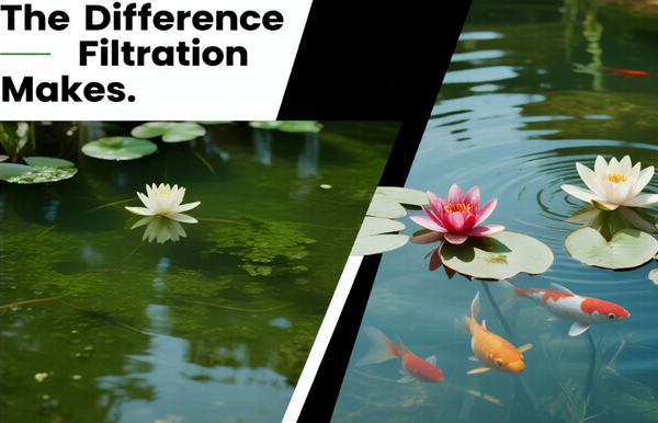 Keep Your Pond Clear and Healthy