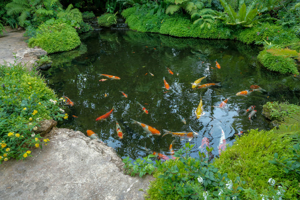 A Clean and Healthy Pond - Tips You'll Need to Read