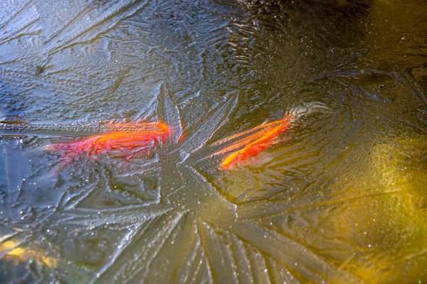 FISHY SECRETS REVEALED: How Your Fish Friends Survive Winter's Chill