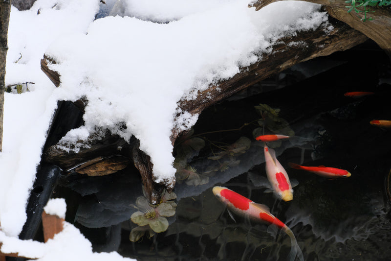 Tips to Maintain a Running Winter Pond