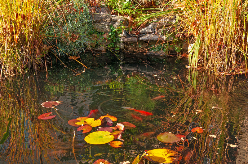 Getting Your Pond Ready for Colder Weather