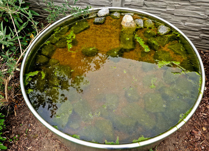 Goodbye, Pond Algae!