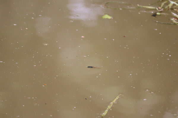 Why Is My Pond Water Turning Brown?