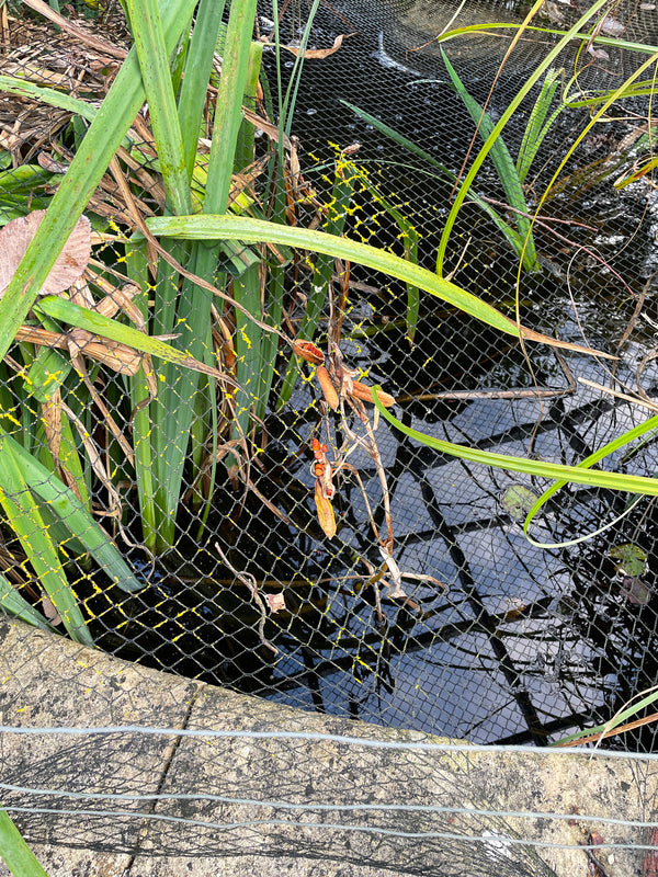 Easy Tips: How to Get Your Pond Ready for Winter