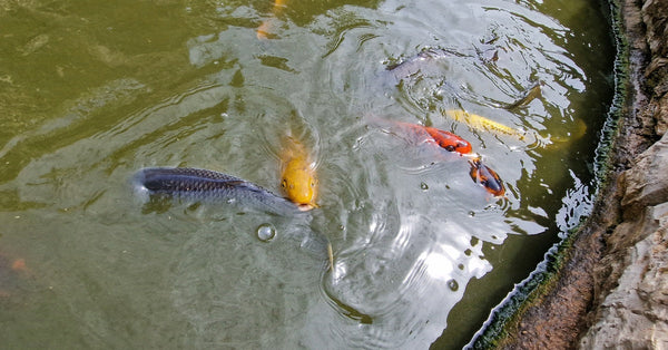A small bubbling pond with a rock wall on the right side. Several bright, colorful koi are swimming around.