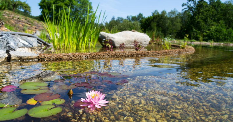 A curved backyard stream with clear water and rock substrate on the bottom. Several aquatic plants float on the surface.
