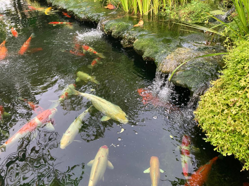 A large pond filled with colorful koi. A tiered section creates a small waterfall that flows down onto the fish below.