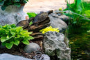 Aquascape Double Turtle on Log Spitter
