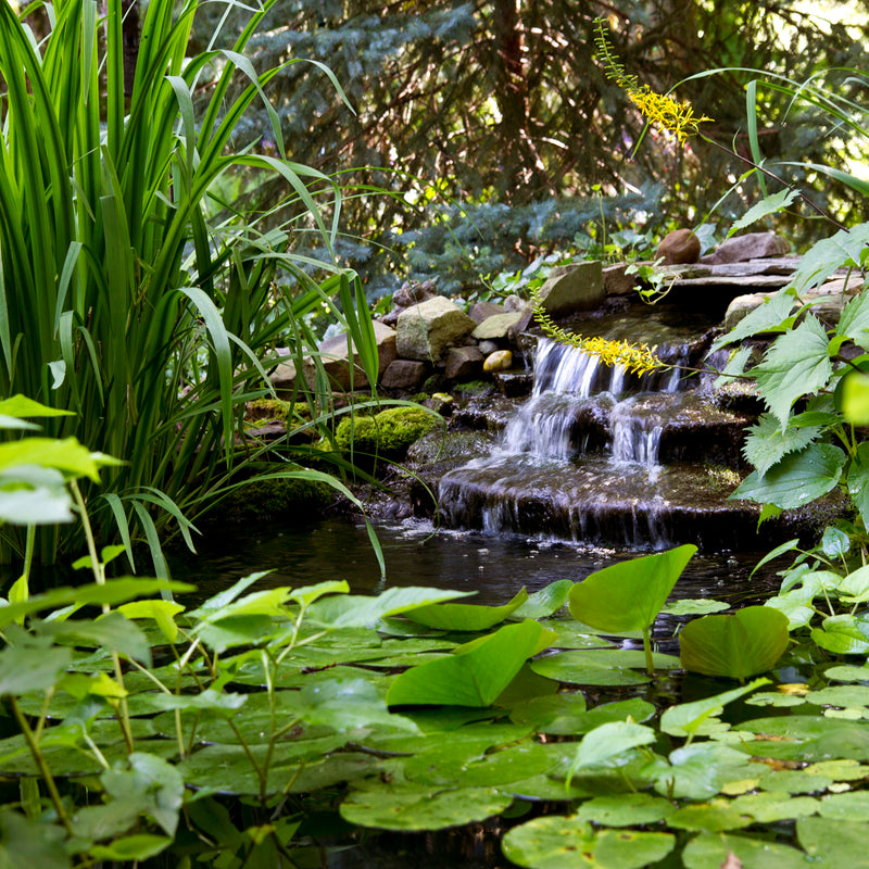 Atlantic Water Gardens Large Water Garden Kit