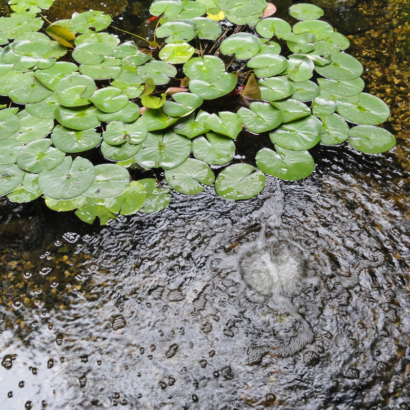 Atlantic Water Gardens TAKIT0400