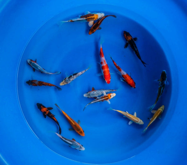 Japanese Koi 4"-6" Pack of 10