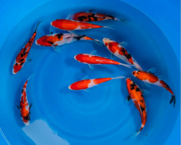 Gosanke Koi 6"-8" Pack of 10