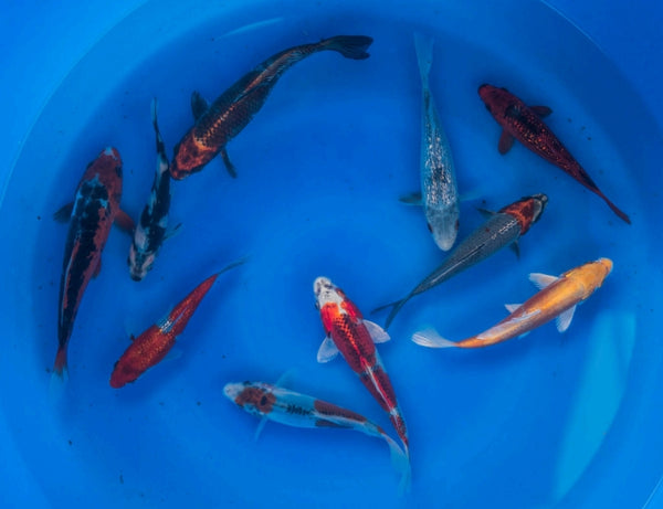 Japanese Koi 6"-8" Pack of 10