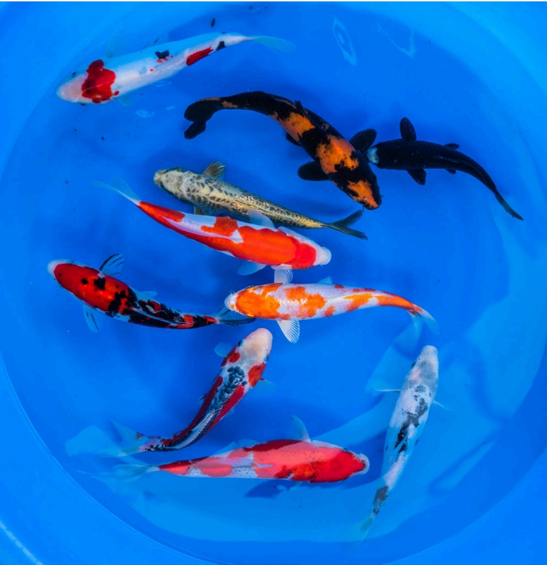 Japanese Koi 8"-10" Pack of 10