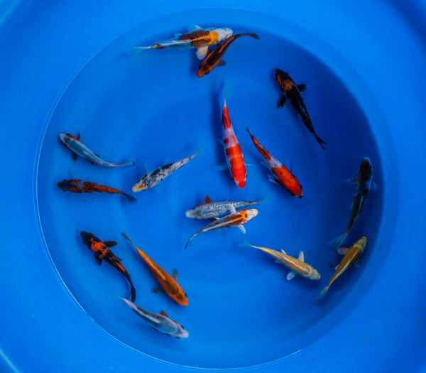 Japanese Koi 4"-6" Pack of 3