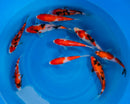Gosanke Koi 6"-8" Pack of 3