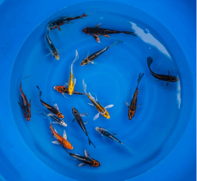 Japanese Butterfly Koi 4"-6" Pack of 3