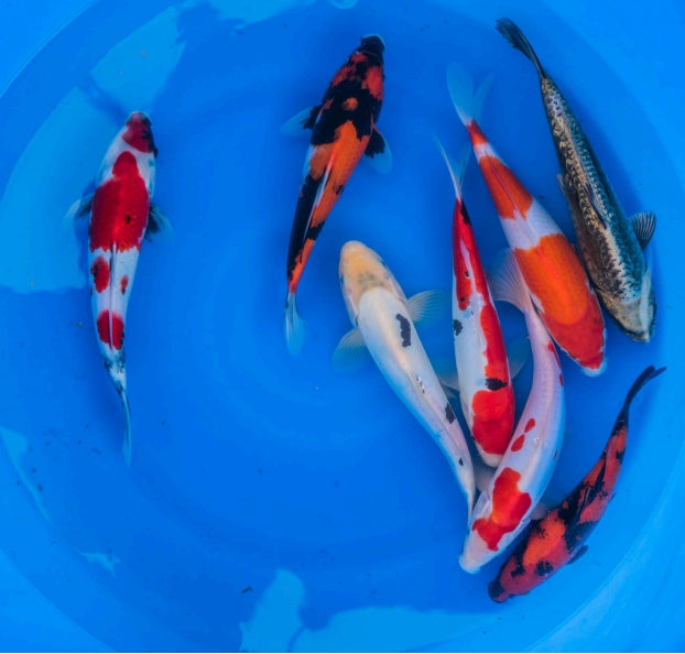 Japanese Koi 10"-12" Pack of 3