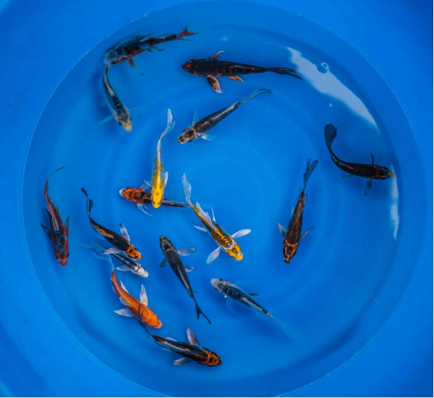 Japanese Butterfly Koi 4"-6" Pack of 5