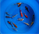 Japanese Koi 4"-6" Pack of 6