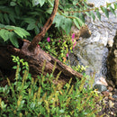 Atlantic Water Gardens FastFalls