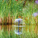 Oase Aquarius Fountain Set